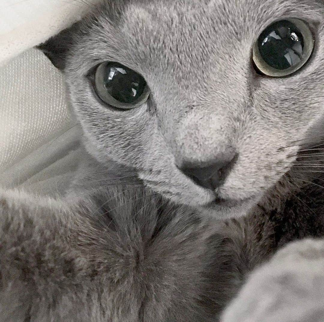 I love Russianblueさんのインスタグラム写真 - (I love RussianblueInstagram)「自撮り？ ・ ・ ・ #Russianblue #catlife #katze #catsofinstagram #にゃんだふるらいふ #cutecat #catlover #kitty #ねこ#ilovemycat #cute #猫 #gato #러시안블루 #にゃんこ #kot #catvideo #kitten  #instacat #meow #cats #cats_of_Instagram  #ふわもこ部  #にゃんすたぐらむ #weeklyfluff #catloversworld #dailyfluff #고양이  #냥스타그램 #ロシアンブルー」1月27日 20時35分 - teruchan0823