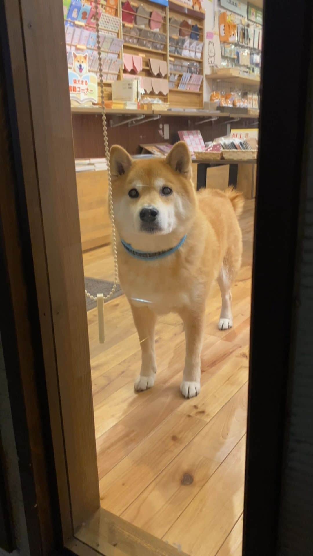 まる（まるたろう）のインスタグラム：「I'm so sorry, we just closed. Could you come back tomorrow?✨🐶☺️✨閉店のお時間でございます、またのお越しをお待ちしておりまる #お客様窓ガラスを叩かないでくださいね #スタッフがビックリしちゃいますからね #明日は11時より開店してまる #ギャラリーマルサン  @gallerymarusan  @marutaro_onlineshop」