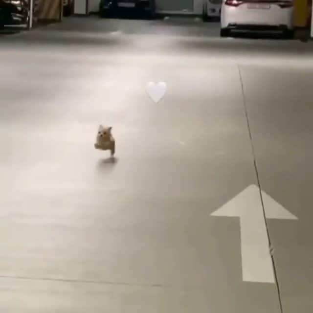 Beautiful Nature & Animalsのインスタグラム：「Rate this cuteness from 1-10 😍🐶  By @2dduck2ya」