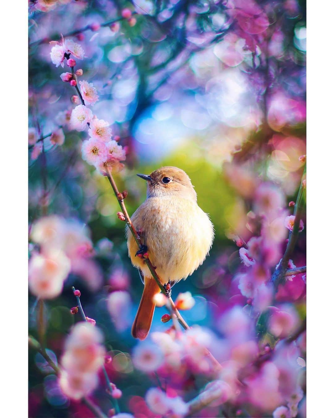 メグのん♡ A k i k oのインスタグラム：「Meet a little princess in the early spring forest🕊 . . . まんまる ジョウビタキの女の子 . . （´-`）.｡oO（きな粉餅...♡ . . . ♡」