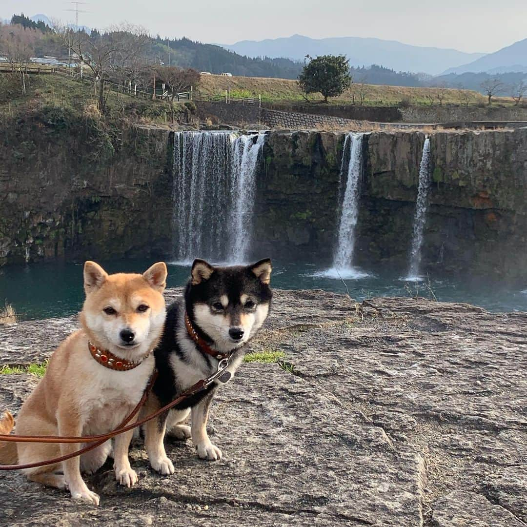 豆柴なつ&ふゆのインスタグラム