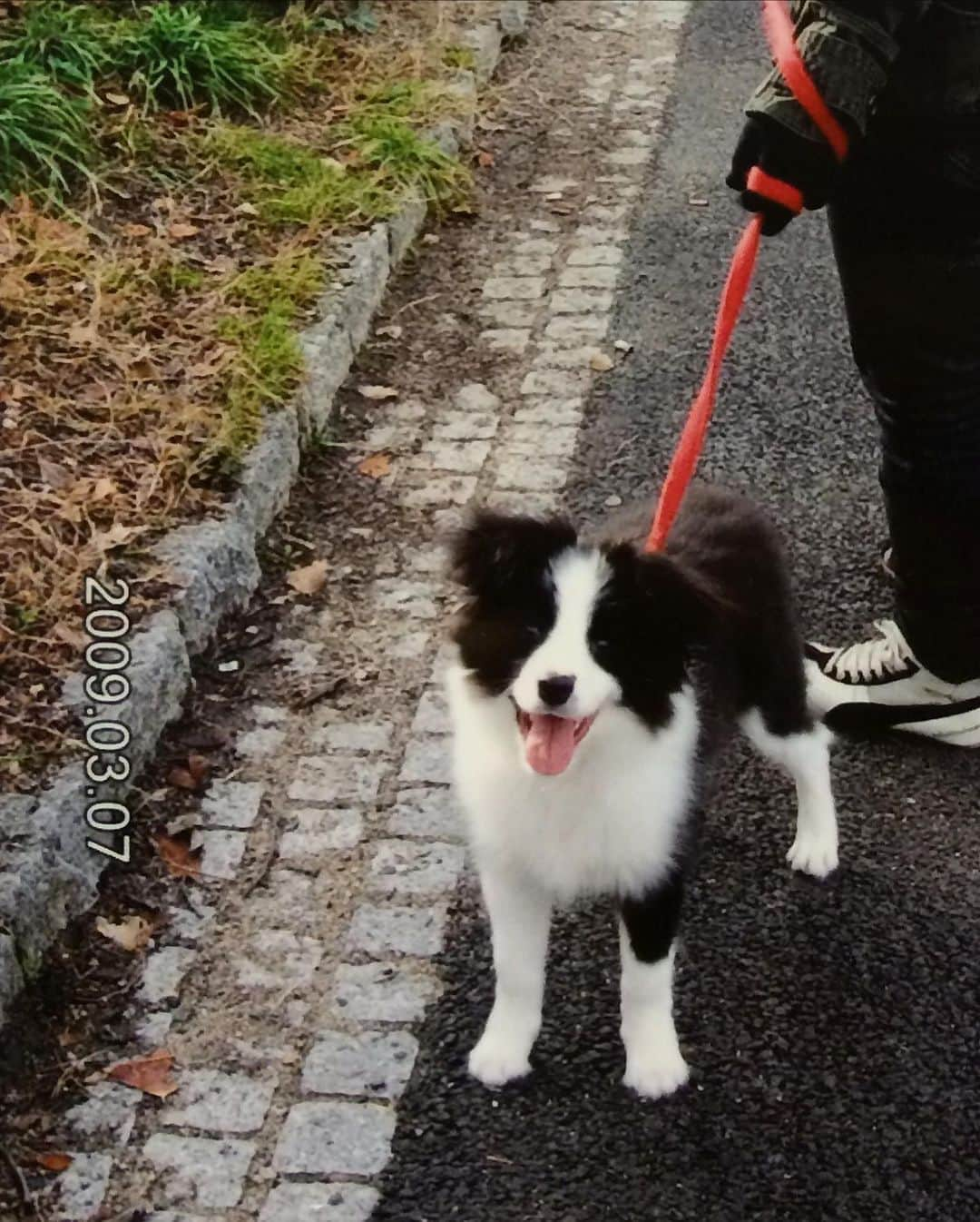 犬バカ部宣伝部長さんのインスタグラム写真 - (犬バカ部宣伝部長Instagram)「5 month old. 🐼💕﻿ ﻿ @krrrlemon320 ノエルママの投稿を見て…﻿ 初心を忘れない為に。﻿ ﻿ まだモサモサの毛じゃないそらちん🐏﻿ この頃は、どこでもバビューンっと飛んでいきそうなくらい元気だったよ🚀﻿ ﻿ ケージの中のトイレシーツを、ぐちゃぐちゃにしたり…ケージの中から脱走してたり。ほんとどーやって出たのか分からない程。きっと天井の隙間から出たんだろうと思うしかない奴。﻿ 💩←をどこでもしたりと…🥺﻿ 今になったら懐かしい思い出です🤣﻿ ﻿ 愛犬なんでね💕﻿ ちゃんと面倒見るよ🐼そらちん﻿ ﻿ #犬バカ部 #bordercollie #ボーダーコリー #dog﻿ #犬 #白黒 #そら」1月27日 20時52分 - umetaturou