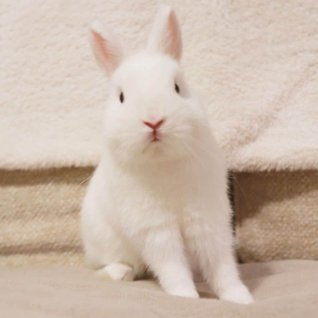 うー & なー ❤️ウチムラのインスタグラム：「* とにかく動き回るので へやんぽの写真撮るの難しすぎ😬笑」