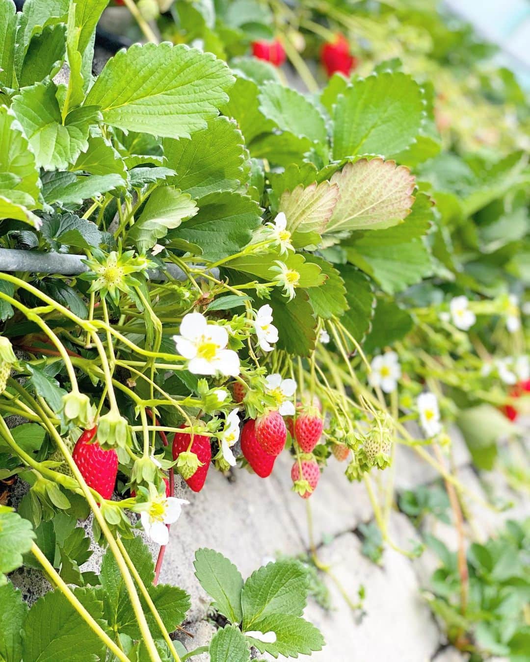 権田裕美のグルメインスタ