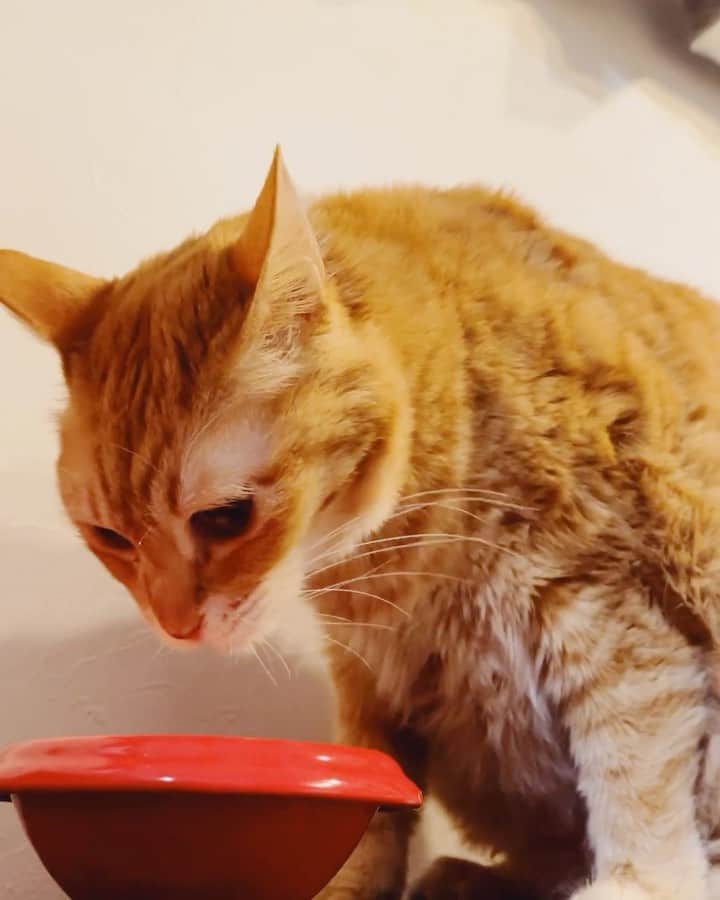 juntowaのインスタグラム：「とわ、ここまで回復しました！トイレも自分で行っています！明日また病院へ行って、今後どうするか聞いてきたいと思います。たくさんのコメントありがとうございました😭お返事出来ていなくてすみません🥲」