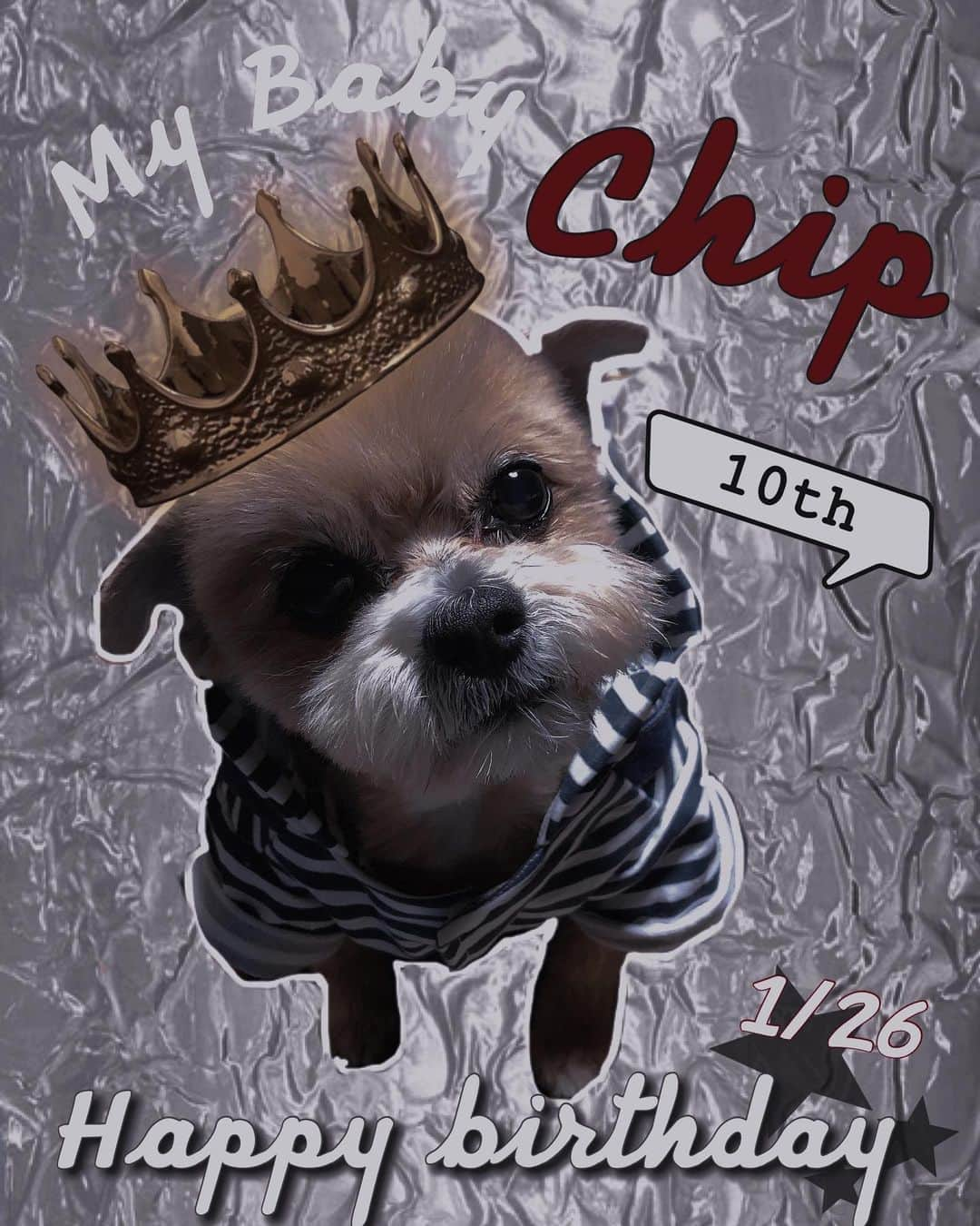 野崎夏帆のインスタグラム：「1.26 Happy birthday♥Chip !!!﻿ ﻿  --- 10th ---﻿ ﻿  また歳をひとつ重ねました。﻿ もう10歳。おじじだね👴🏻  いつも隣にいてくれてありがとう。﻿ ﻿ ﻿ #myfamily﻿ #mybaby  #Birthday」