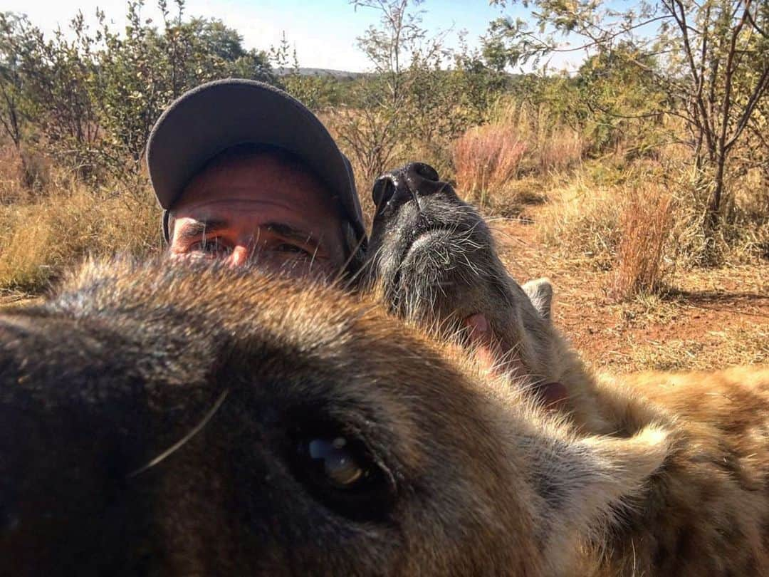 Kevin Richardson LionWhisperer さんのインスタグラム写真 - (Kevin Richardson LionWhisperer Instagram)「These guys are always just full of mischief both in the wild and captivity. I run out of superlatives to describe them. Tika was being so adorable and I wanted to get a picture. Luke wasn’t having anything of it. This was the best I could do! 😂  • • • • • #happyhyena #hyena #wonderful #interspeciesfriendship #smartanimals #kevinrichardson #kevinrichardsonwildlifesanctuary #lionwhisperer」1月27日 21時35分 - lionwhisperersa