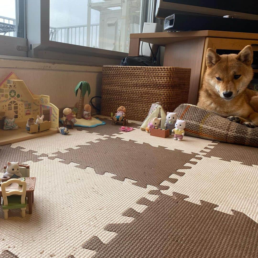 蒼井里紗のインスタグラム：「「シルバニア めんどくさ！」  #柴犬のいる暮らし #柴犬 #しばすたぐらむ  #しばいぬだいすき  #しばいぬ部  #柴犬好きな人と繋がりたい  #まめしば #豆柴  #豆柴好きと繋がりたい  #まめしばすたぐらむ  #豆柴のいる生活  #まちぶせ  #愛犬との暮らし  #犬好きが止まらない #シルバニアファミリー」