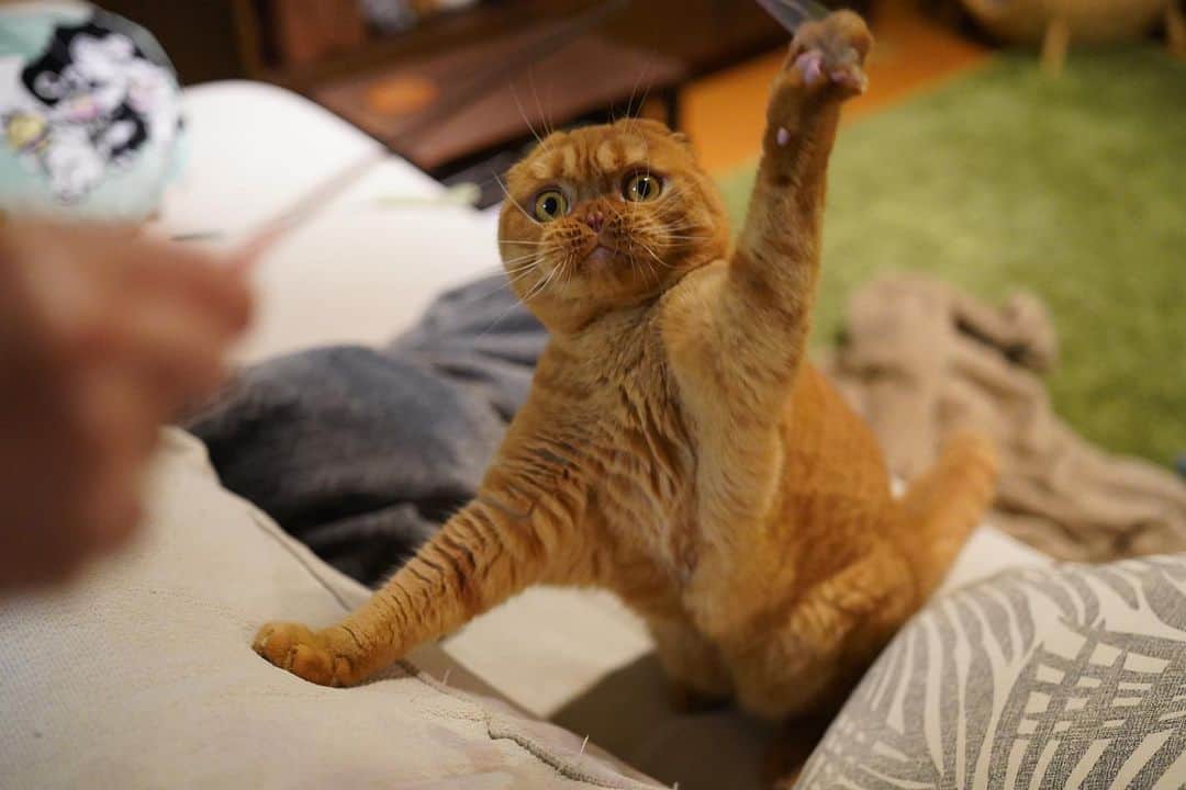 Ryo Yamazakiのインスタグラム：「あり余る体力🏋🏻‍♀️ #昼寝し過ぎ #運動会夜の部 . It’s my time ! 🏋🏻‍♀️ . #cat #scottishfold #catstagram #catsofinstagram #instacat #猫 #ねこ #ネコ #猫部 #ふわもこ部 #ペコねこ部 #みんねこ #もふもふ #スコティッシュフォールド #茶トラ」