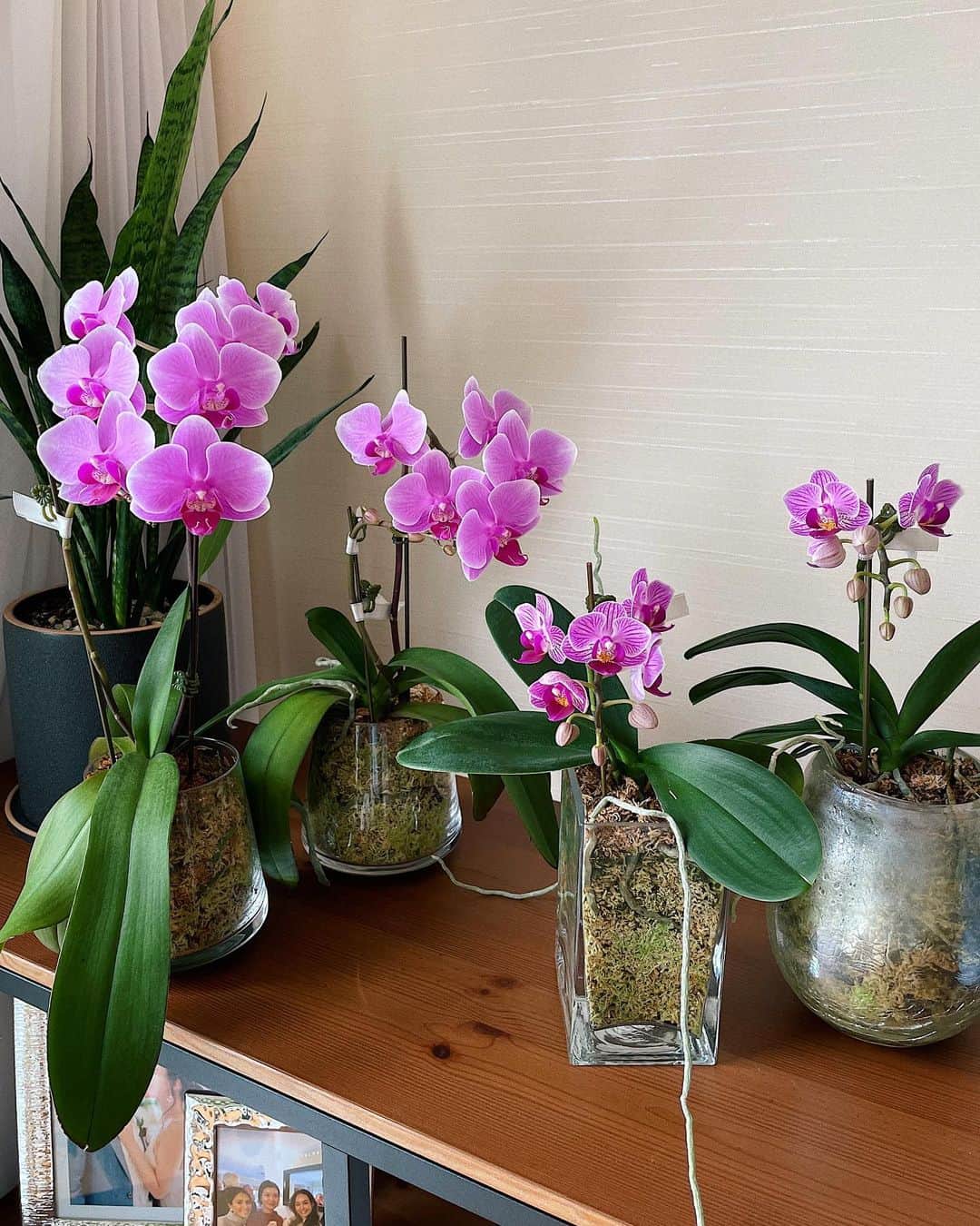 シャウラさんのインスタグラム写真 - (シャウラInstagram)「私の幸せコーナー。✨❤️一年間大切に育てた蘭達が綺麗に咲いてくれました！左から、デライラ、ルーシー、ダイアナとロクサーヌ。 My happy place.❤️❤️ My orchids I cared for all year have finally bloomed! From left, Delilah, Lucy, Diana, and Roxanne. #orchids #orchidlover #蘭」1月27日 21時58分 - shaula_vogue