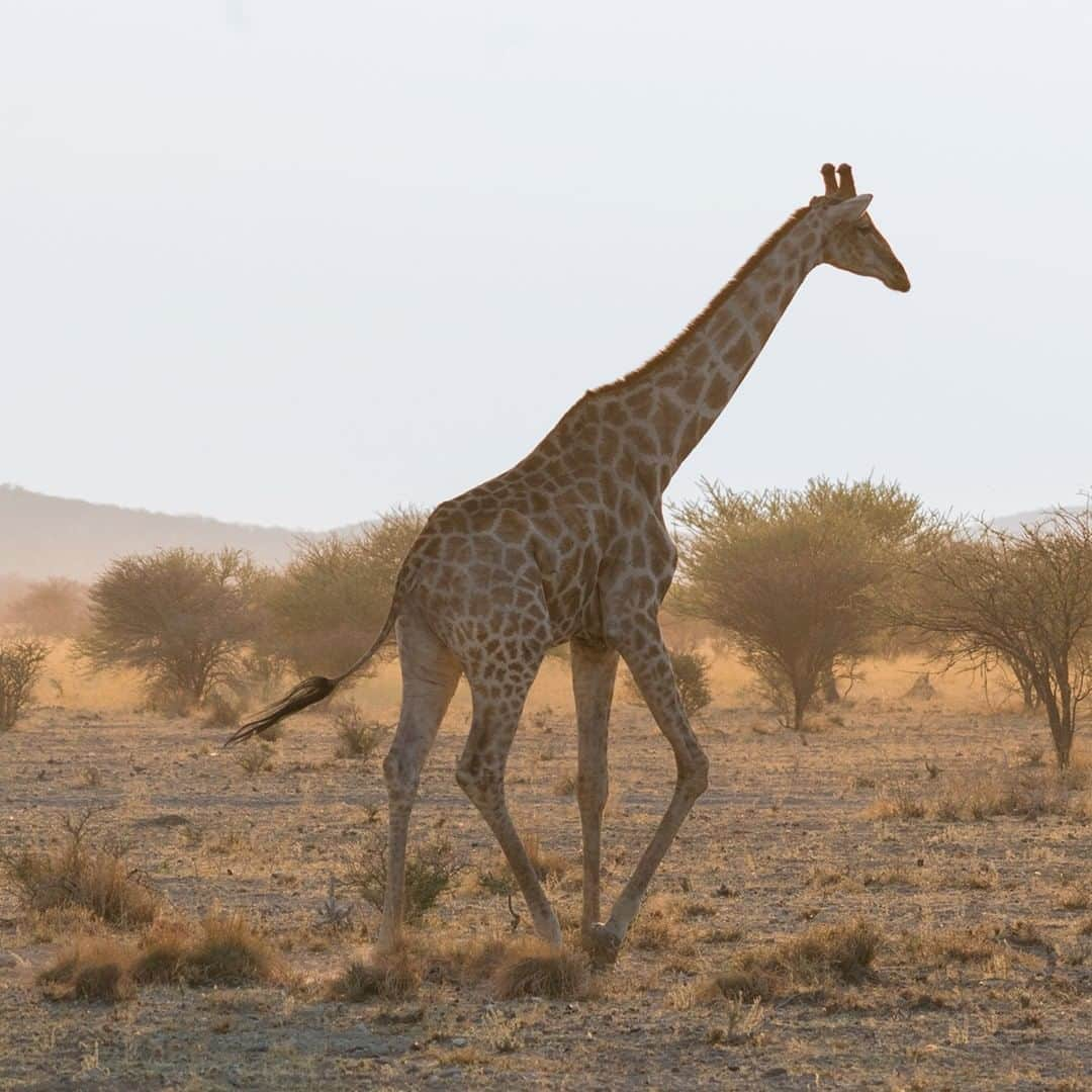 Land Roverさんのインスタグラム写真 - (Land RoverInstagram)「Namibia offers an astounding variety of wildlife for those adventurous enough to find it. Take on the challenge with #LandRover Experience Adventure Travel Namibia. Click the link in our bio to book your place when you're ready to explore.  #Namibia #OffRoad #Defender #TeamDefender #NewDefender #Giraffe #Springbok #Rhinoceros #Safari #Wildlife #Nature @landrover_adventuretravel」1月27日 22時00分 - landrover