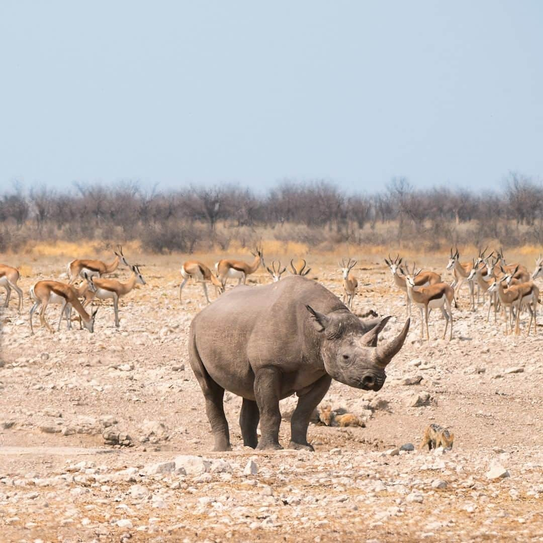 Land Roverさんのインスタグラム写真 - (Land RoverInstagram)「Namibia offers an astounding variety of wildlife for those adventurous enough to find it. Take on the challenge with #LandRover Experience Adventure Travel Namibia. Click the link in our bio to book your place when you're ready to explore.  #Namibia #OffRoad #Defender #TeamDefender #NewDefender #Giraffe #Springbok #Rhinoceros #Safari #Wildlife #Nature @landrover_adventuretravel」1月27日 22時00分 - landrover