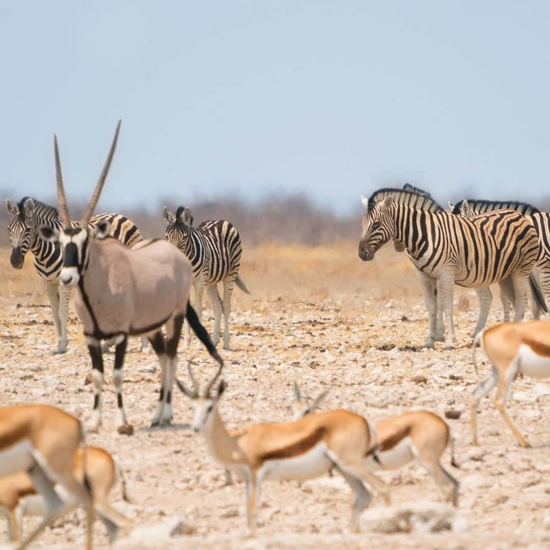 Land Roverさんのインスタグラム写真 - (Land RoverInstagram)「Namibia offers an astounding variety of wildlife for those adventurous enough to find it. Take on the challenge with #LandRover Experience Adventure Travel Namibia. Click the link in our bio to book your place when you're ready to explore.  #Namibia #OffRoad #Defender #TeamDefender #NewDefender #Giraffe #Springbok #Rhinoceros #Safari #Wildlife #Nature @landrover_adventuretravel」1月27日 22時00分 - landrover