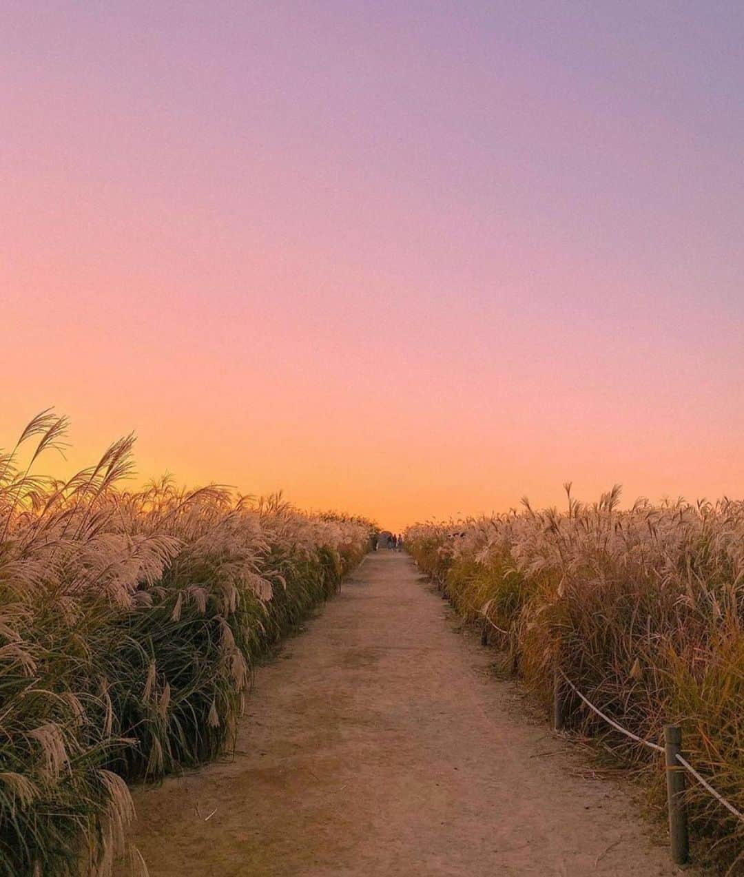 シューマッハさんのインスタグラム写真 - (シューマッハInstagram)「#midweekinspiration #pinksky #dorotheeschumacher #RoadToFreedom 📸 @hi_dongwon」1月27日 22時12分 - dorotheeschumacher