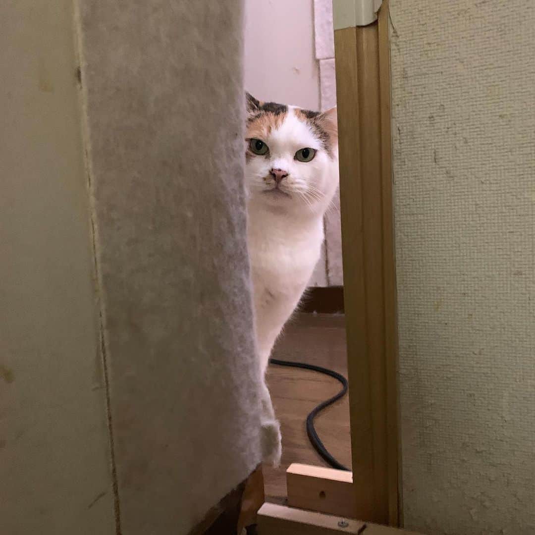 Kachimo Yoshimatsuさんのインスタグラム写真 - (Kachimo YoshimatsuInstagram)「ミケ子さんが見てた。 #うちの猫ら #猫 #ねこ #cat #ネコ #catstagram #ネコ部 http://kachimo.exblog.jp」1月27日 22時49分 - kachimo