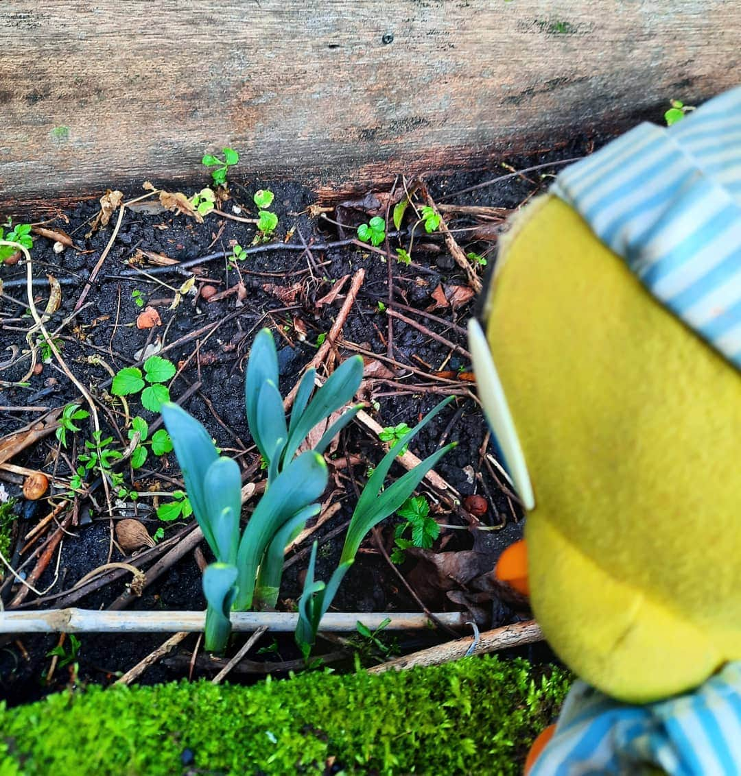 Little Yellow Birdさんのインスタグラム写真 - (Little Yellow BirdInstagram)「A first sign of spring!!! #littleyellowbird #tweety #tweetykweelapis #adventures #yellow #bird #wednesday #humpday #january #winter #spring #lente #springflowers #garden #icantwait #crocus #stuffedanimalsofinstagram #plushiesofinstagram」1月27日 22時56分 - tweetykweelapis