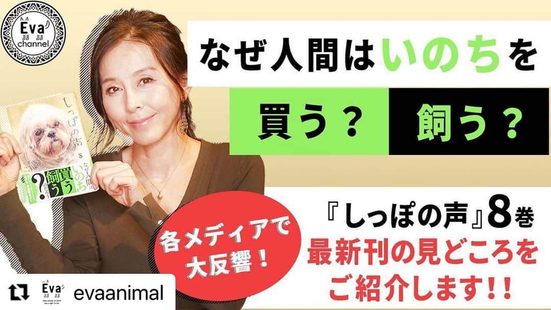 杉本彩のインスタグラム：「#Repost @evaanimal with @make_repost ・・・ 第22回Evaチャンネル「しっぽの声」8巻のご紹介！～なぜ人間はいのちを買う？・飼う？～ 公開しました！  今回は、Evaが監修として携わっております「しっぽの声」8巻の見どころのご紹介です！  サルの交雑種の問題や、「聖女」と呼ばれるカリスマ的な動物保護活動家が抱える闇など、リアルな現実を基に描かれた全8話が収録されている「しっぽの声」8巻！  「動物たちに起こっている悲劇は、全部人間の身勝手な行動、人間の都合によるもの」  知らなかったでは済まされない現実がここに詰まっています!  是非、こちらをご覧になった後、しっぽの声8巻も読んでみて下さい！  ■#22「しっぽの声」8巻のご紹介！～なぜ人間はいのちを買う？・飼う？～ https://youtu.be/rPfcJzwfqnk  #しっぽの声8巻 #Evaチャンネル #動物環境福祉協会eva #杉本彩」