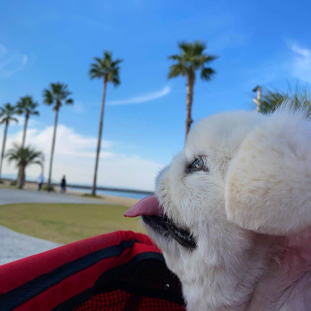 こなつさんのインスタグラム写真 - (こなつInstagram)「Feel so good🐶🌴🍌💙🌈🦋🤙」1月27日 23時04分 - nattsxx