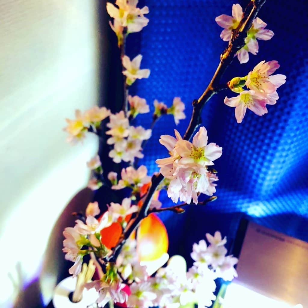 のインスタグラム：「おうちでお花見しようと思いまして。 桜綺麗！  #観葉植物 #観葉植物インテリア  #観葉植物のある暮らし  #切り花 #切り花を少しだけ  #桜 #さくら🌸  #さくら  #サクラ  #お花見 #花のある暮らし  #cherryblossom」