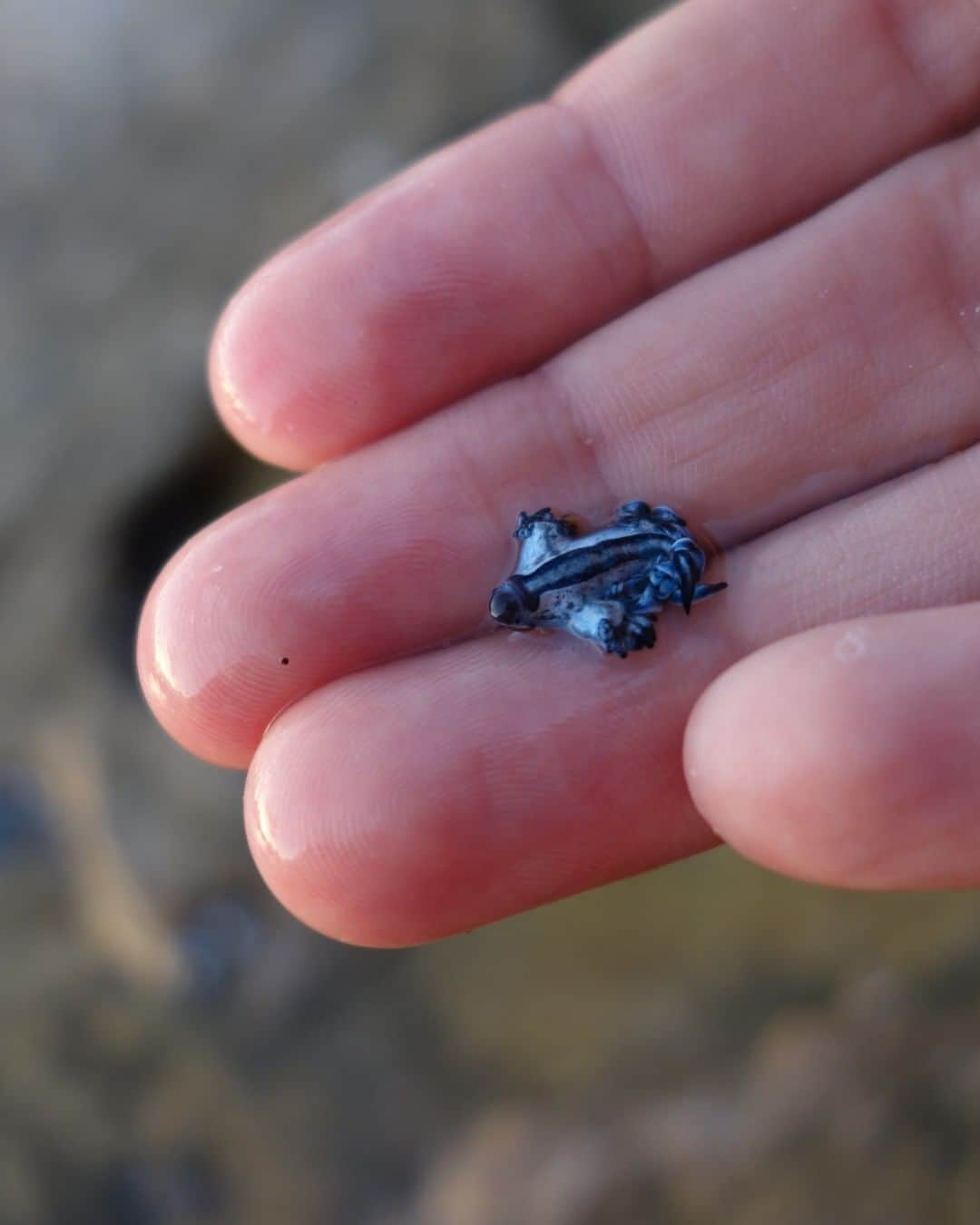 Discoveryさんのインスタグラム写真 - (DiscoveryInstagram)「The rare “Blue Dragon,” a species of small blue sea slug.  Swipe for actual size 👉  Photo: S.Rohrlach  #bluedragon #slugsofinstagram #marinelife #tiny #nature_perfection #majestic_earth」1月27日 23時10分 - discovery