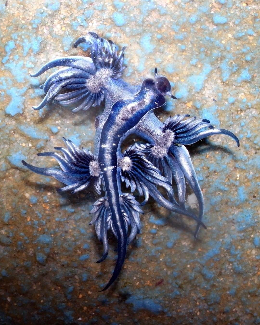 Discoveryさんのインスタグラム写真 - (DiscoveryInstagram)「The rare “Blue Dragon,” a species of small blue sea slug.  Swipe for actual size 👉  Photo: S.Rohrlach  #bluedragon #slugsofinstagram #marinelife #tiny #nature_perfection #majestic_earth」1月27日 23時10分 - discovery