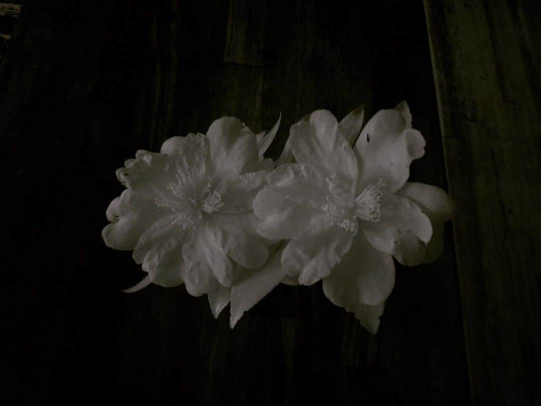 大鋸一正さんのインスタグラム写真 - (大鋸一正Instagram)「赤外線的山茶花。」1月27日 23時15分 - ogaxxxx