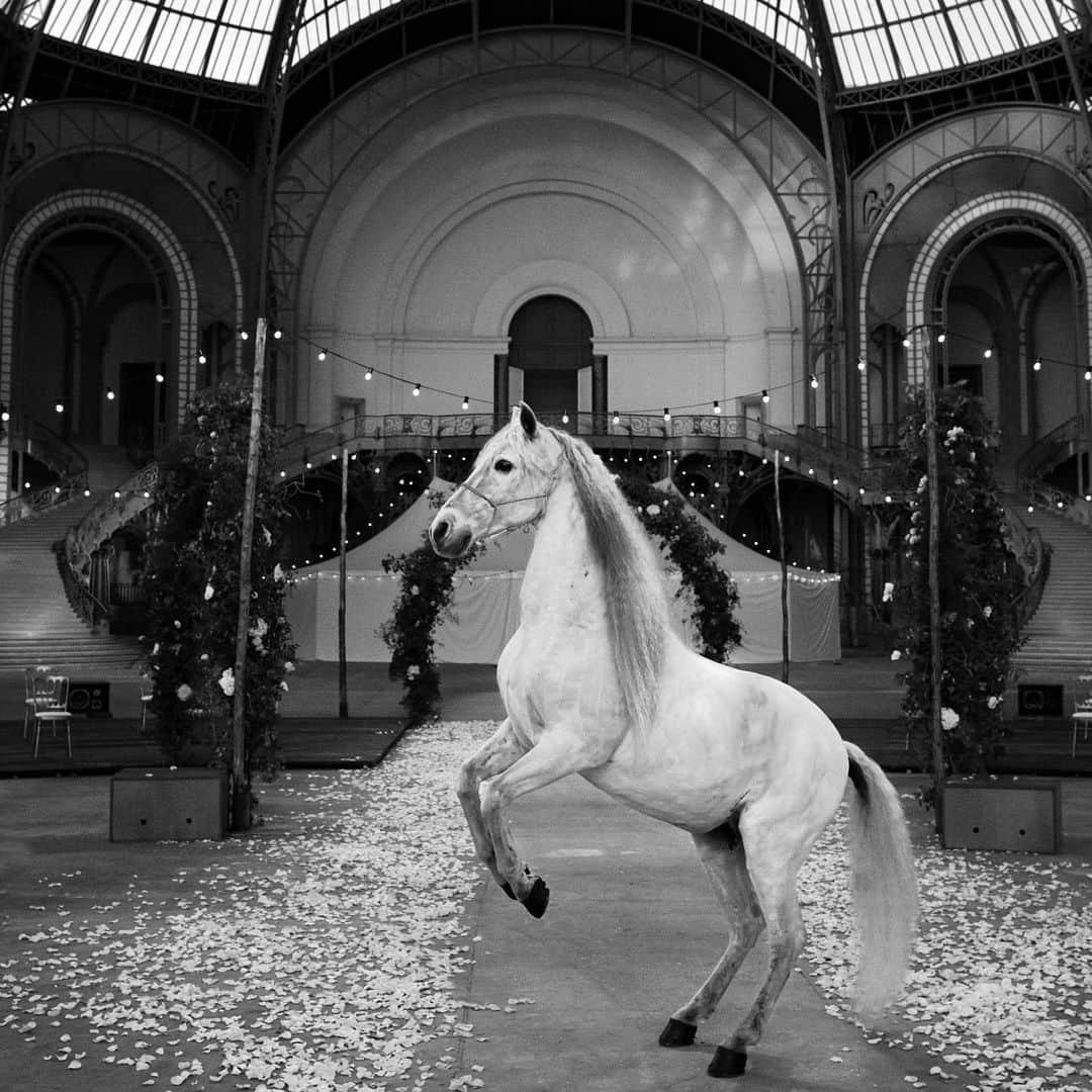 パク ・スジュのインスタグラム：「🤍 a thing of beauty! Virginie Viard’s vision of Chanel Haute Couture Spring Summer 2021 captured by Anton Corbijn.」