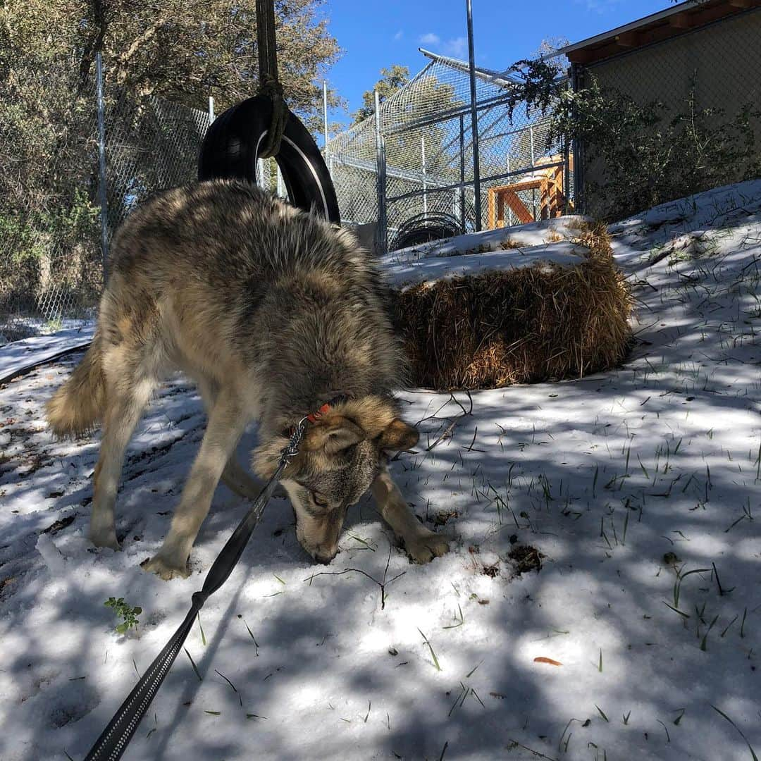 Rylaiさんのインスタグラム写真 - (RylaiInstagram)「Winter wonderland in San Diego! We got a wonderful surprise with snow from the recent storm and the kids absolutely loved it!!!  . Our elevation is t high enough for it to last long, but it certainly gave everyone a super fun snow day. Vinnie got all the foxes together to make a snow man!! But Vlad ate the carrot for the nose!!! Hahhaa . Watching these babies have fun brings so much joy to our souls... the life they would have led had we not rescued them, had we not left no one behind! I can’t imagine my life without any of them... each with their own personality, with their own voice in this world, with their own shine!!!  . We remind you of their light and love so you think twice about supporting celebrities that support the fur industry, companies that sell fur, and marketplaces that allow others to sell fur. Together we can help put an end to the fur industry, together we can show them that each of their precious lives matter, not just as a species, but as individuals!!!  . . If you want to help support our nonprofit, we offer private encounters!  Donations are always accepted (financial, supplies).  In need of help with construction for our Training room... any handy people out there!!!  . If you are interested in volunteering, please go to our website!  . . #snowday #foxes #furfree #rescue #save #saynotofur #light #love #souls #lucan #wolves #foxesofig #foxesofinstagram #wolvesofinstagram #sponsor #donate #volunteer #construction #winter #animals #animallovers #animal #hiddensandiego #special #sandiego #socal #losangeles #julian」1月27日 23時43分 - jabcecc