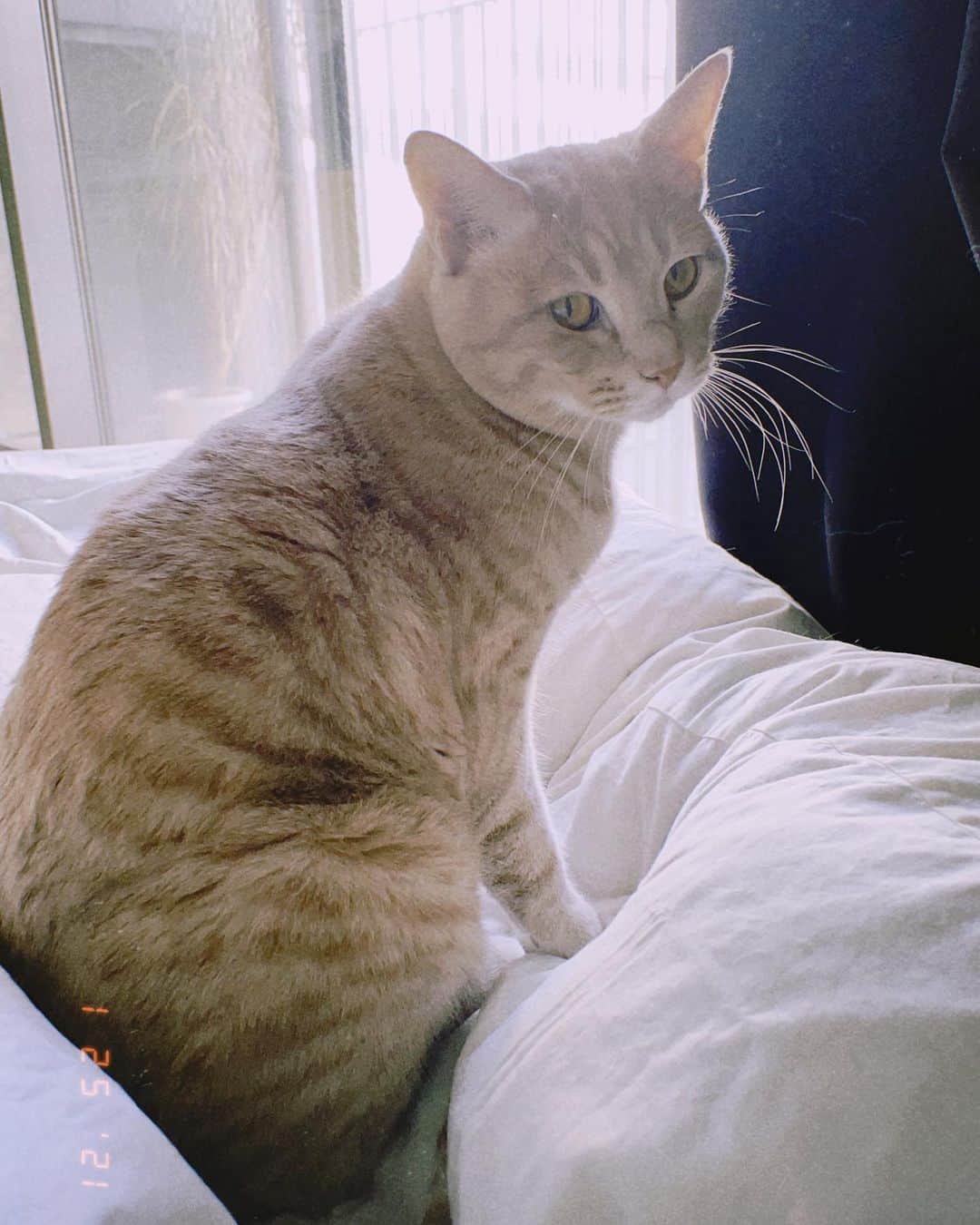 カワシリアツシのインスタグラム：「猫🐈」