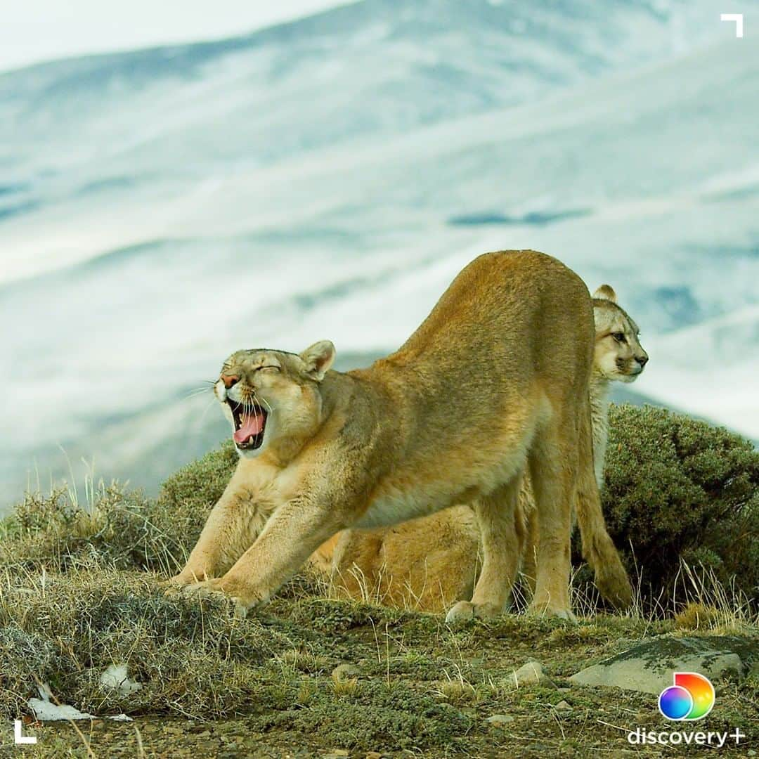 アニマルプラネットさんのインスタグラム写真 - (アニマルプラネットInstagram)「Aaaand stretch!  The scientific name for pumas is 'puma concolor' but they are also known as cougar, panther and mountain lion, among other names. Learn more about these creatures in Mysterious Planet, available to stream now on @discoveryplus. Head to the link in our bio for more! . . . .  #discoveryplus #puma #cougar #mountainlion #panther #animals #wildlife #nature #photooftheday #potd #photography」1月28日 0時00分 - animalplanet