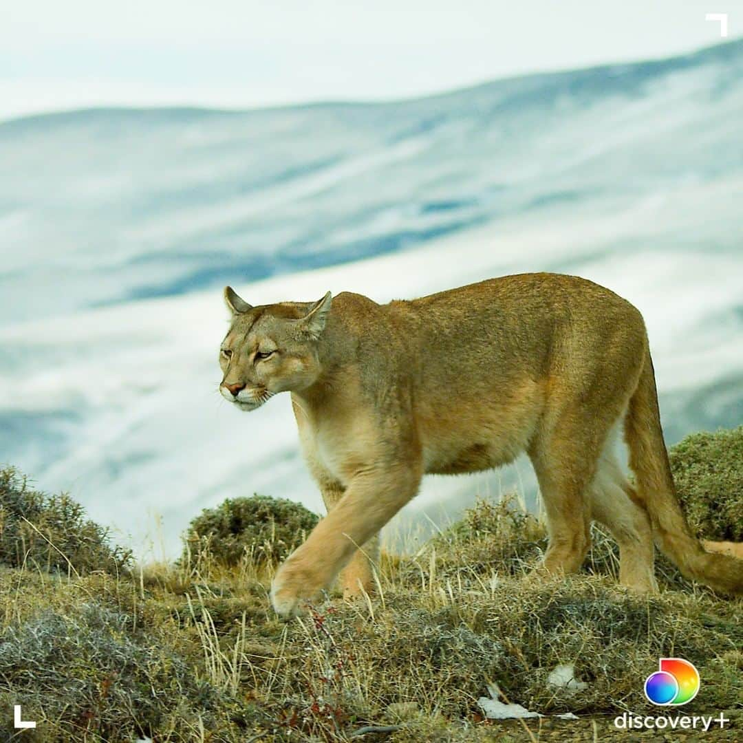 アニマルプラネットさんのインスタグラム写真 - (アニマルプラネットInstagram)「Aaaand stretch!  The scientific name for pumas is 'puma concolor' but they are also known as cougar, panther and mountain lion, among other names. Learn more about these creatures in Mysterious Planet, available to stream now on @discoveryplus. Head to the link in our bio for more! . . . .  #discoveryplus #puma #cougar #mountainlion #panther #animals #wildlife #nature #photooftheday #potd #photography」1月28日 0時00分 - animalplanet