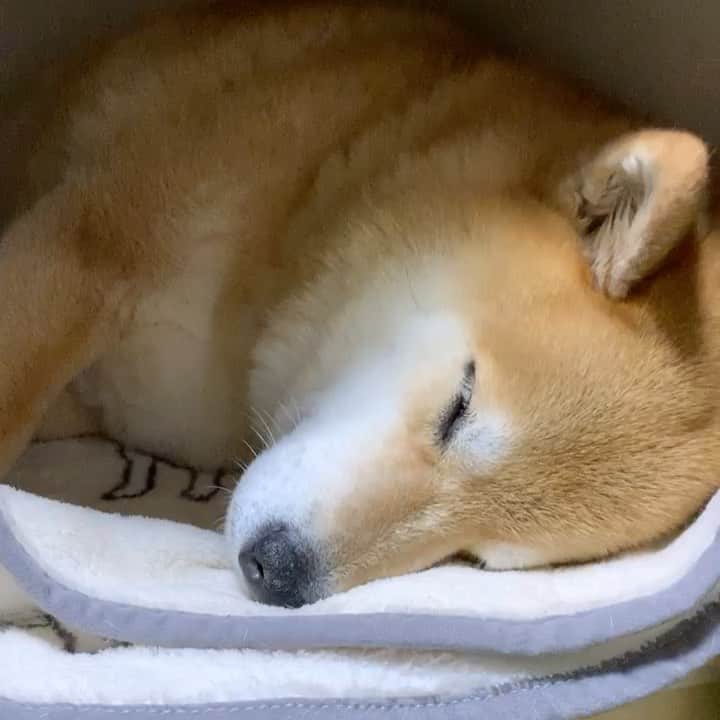 まる（まるたろう）のインスタグラム：「Good night!✨🐶💤✨今日もよく頑張ったな〜 #積極的に自画自賛していくスタイル #熟睡できそうだ #グースーピー」