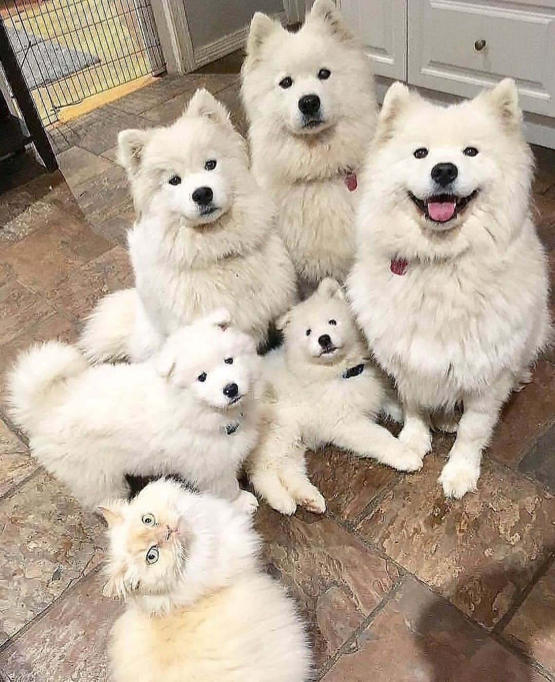 animalsさんのインスタグラム写真 - (animalsInstagram)「Squad goals 🤍 TAG your squad! ❤️ Photo by: @miss_poppet_the_samoyed」1月28日 0時29分 - babyanmlpics