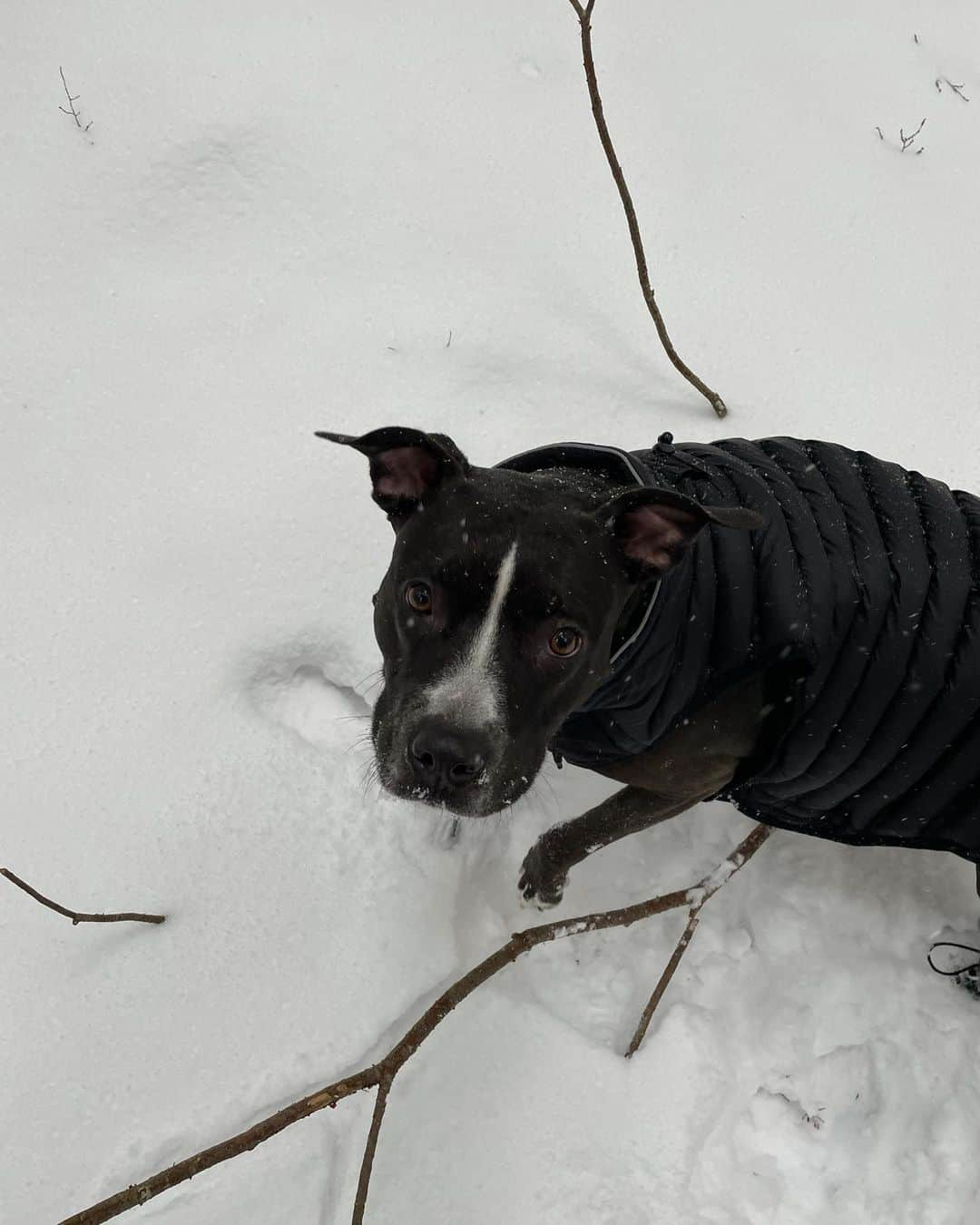 Janice Griffithさんのインスタグラム写真 - (Janice GriffithInstagram)「briefly pretended not to be a lizard and did snow (i promise my lips are not as dry as they look) 👉🏽 swipe for hams」1月28日 0時38分 - rejaniced