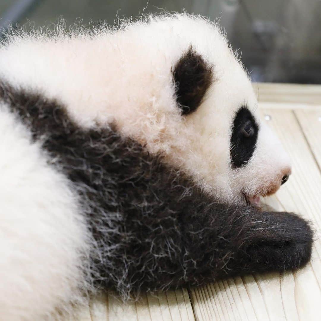 のインスタグラム：「ｆｌｕｆｆ　#彩浜　🌈🌈🌈 2018  🐼😊🐼 #photography #adventureworld #アドベンチャーワールド #ADVENTUREWORLDPANDAS #baby #HELLOLITTLE #pandamental #hellopanda #ハローリトル #ハローパンダ #パンダグラビア #パンダ　and #panda #pandababy 🐼🐼🐼」