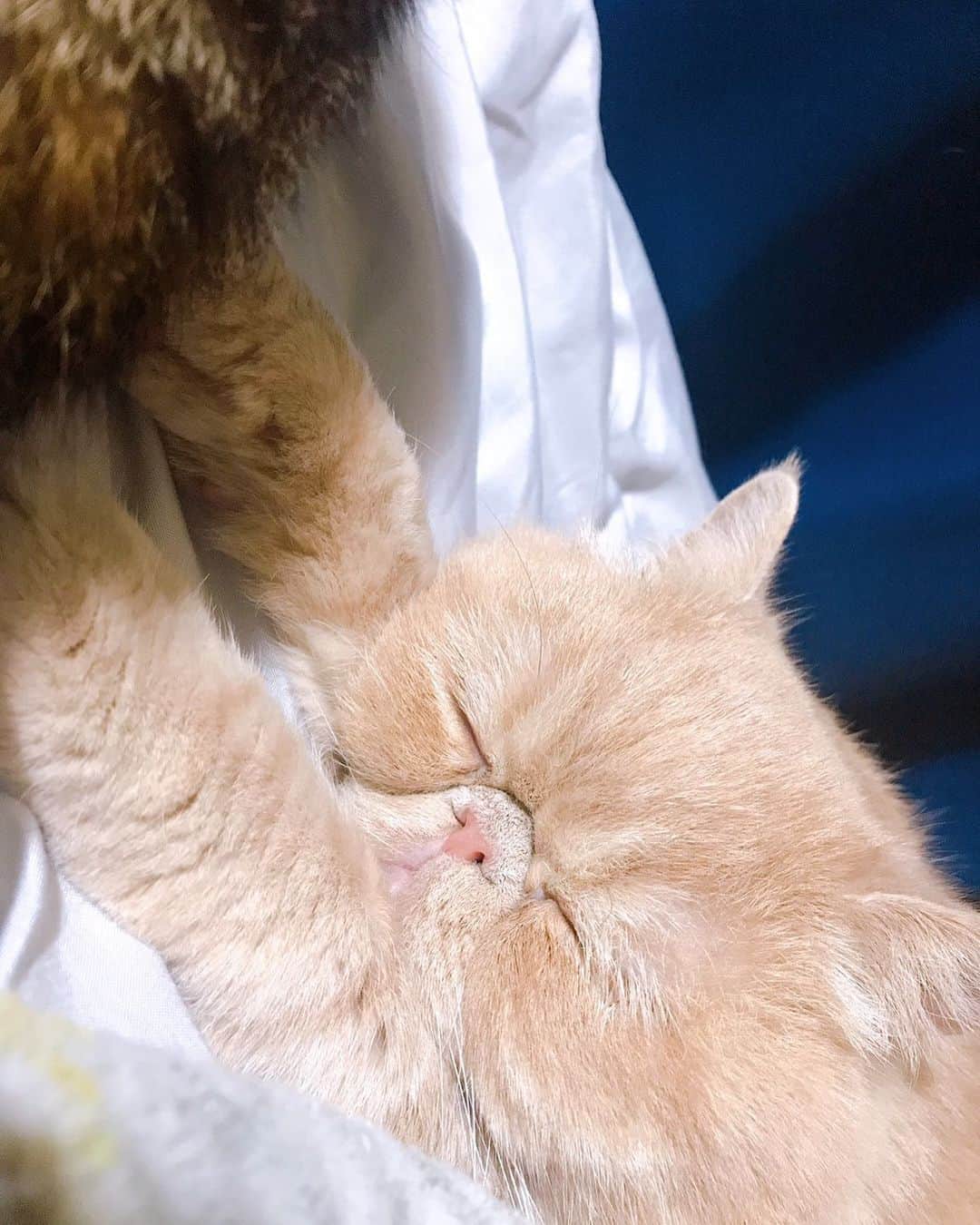 デカキンのインスタグラム：「ミニたんにちょっかいかけながら寝るブチャ吉。。。 #cat #ブチャ吉  #デカキン」