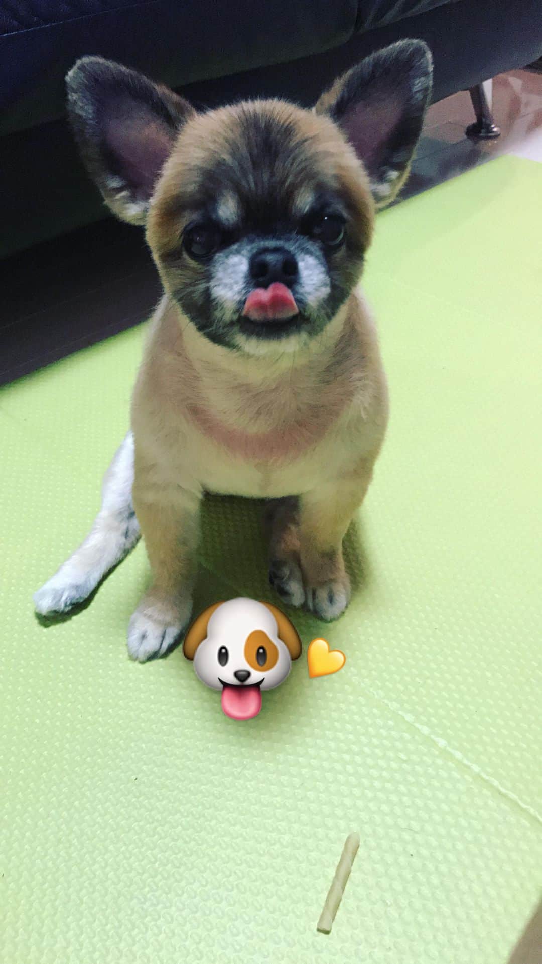 Kahonnaのインスタグラム：「1.27🐶💖🙏🏻✨💐 自分のダンスでこんなに泣いてくれる生徒がいること、仲間がいること、支えてくれる人がいること。ほんとに感謝しています。いつもありがとうございます。」