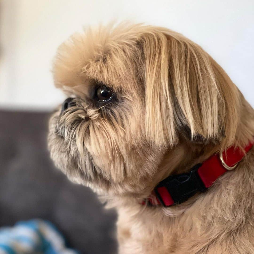 Dougie the Shih Tzuのインスタグラム：「Flat & Fluffy」