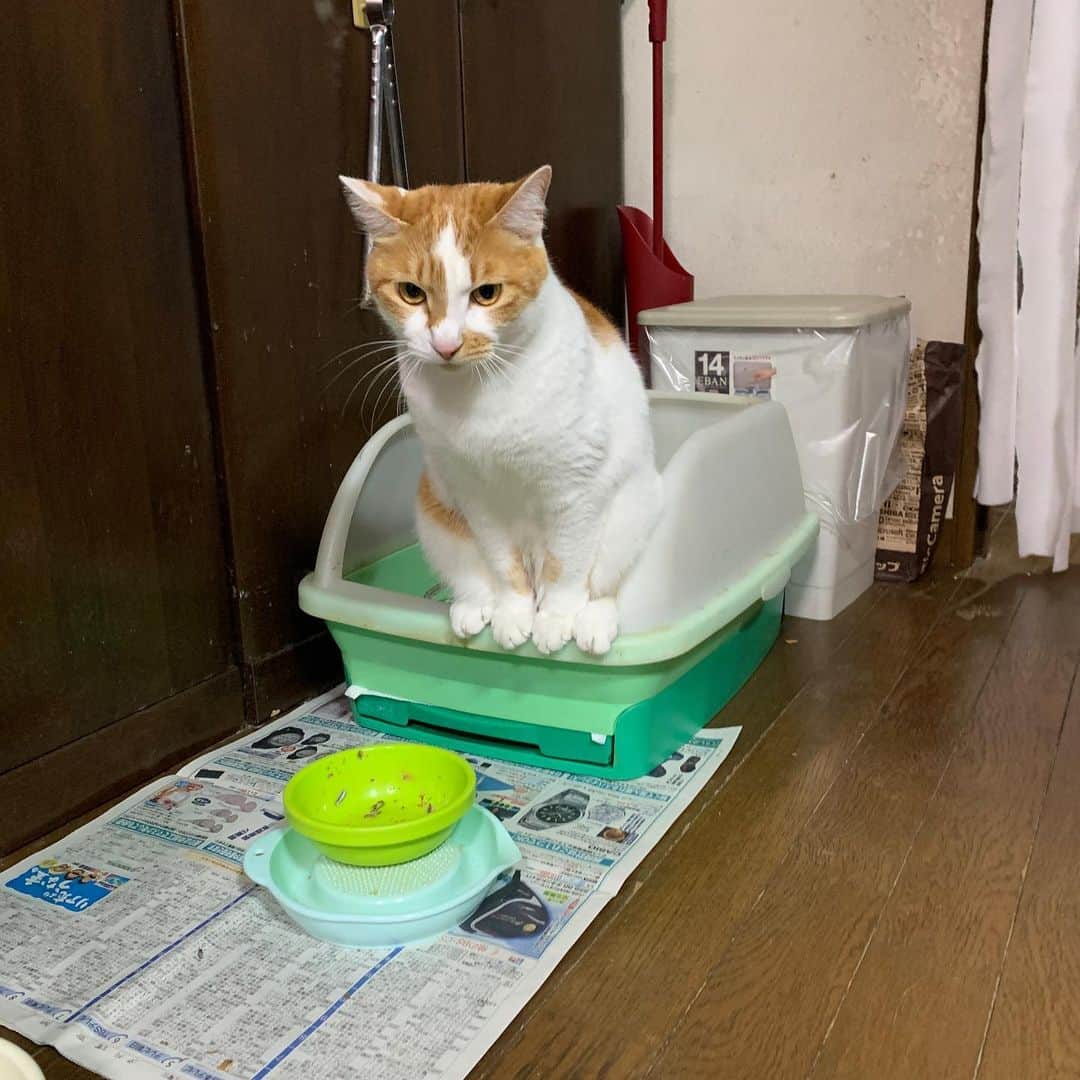 Kachimo Yoshimatsuさんのインスタグラム写真 - (Kachimo YoshimatsuInstagram)「おいなりちゃんは、誰のトイレとか関係ない。そこはココちゃんのトイレ。 #うちの猫ら #猫 #ねこ #cat #ネコ #catstagram #oinari #cocoa #ネコ部 http://kachimo.exblog.jp」1月28日 1時36分 - kachimo
