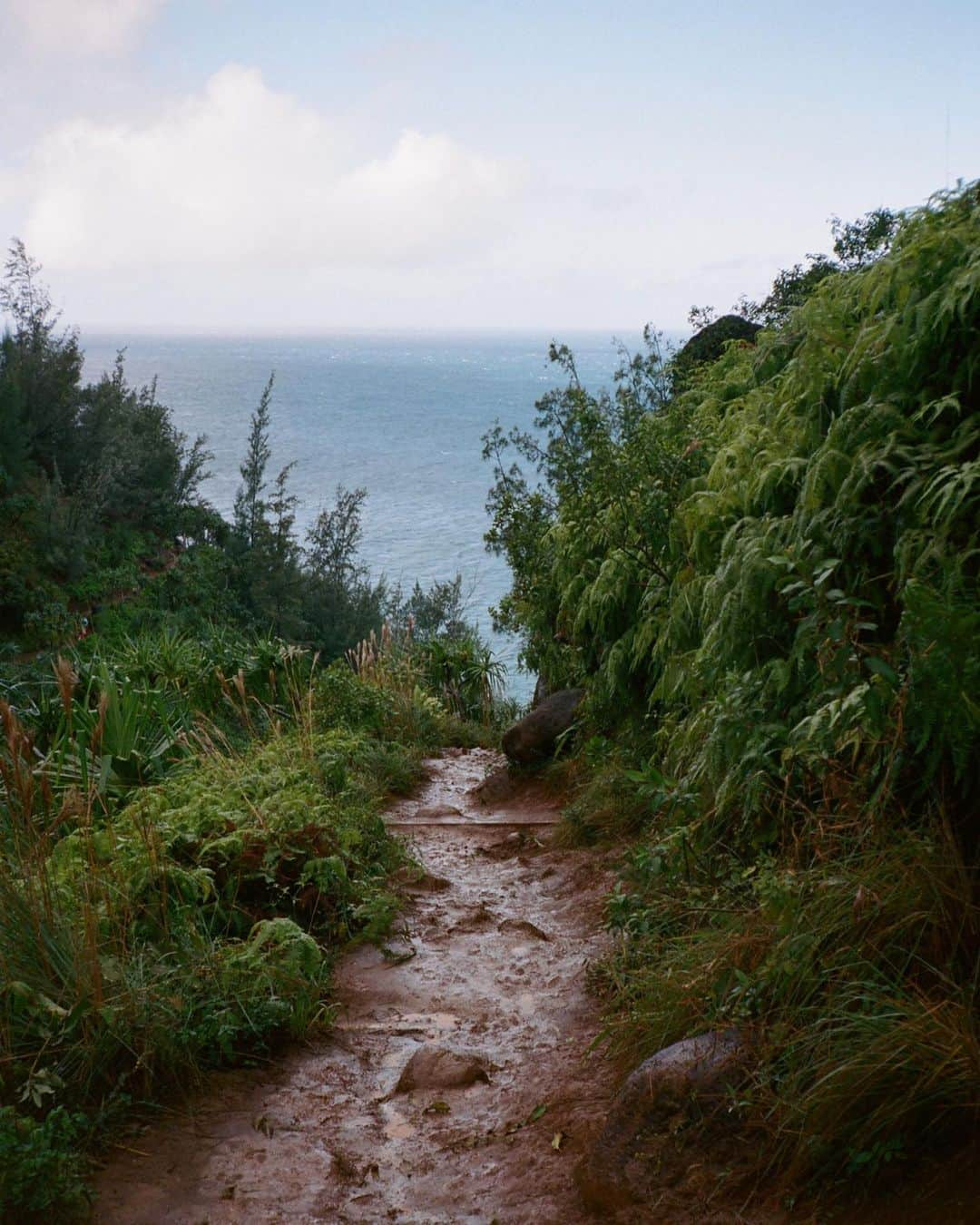 マイラ・ダルブサイオさんのインスタグラム写真 - (マイラ・ダルブサイオInstagram)「Kauai, Hawaii, 2015. Starting to feel pretty stir crazy, HBU  #studiomyla #contaxt2 #35mm #kodak #portra400」1月28日 2時12分 - myladalbesio