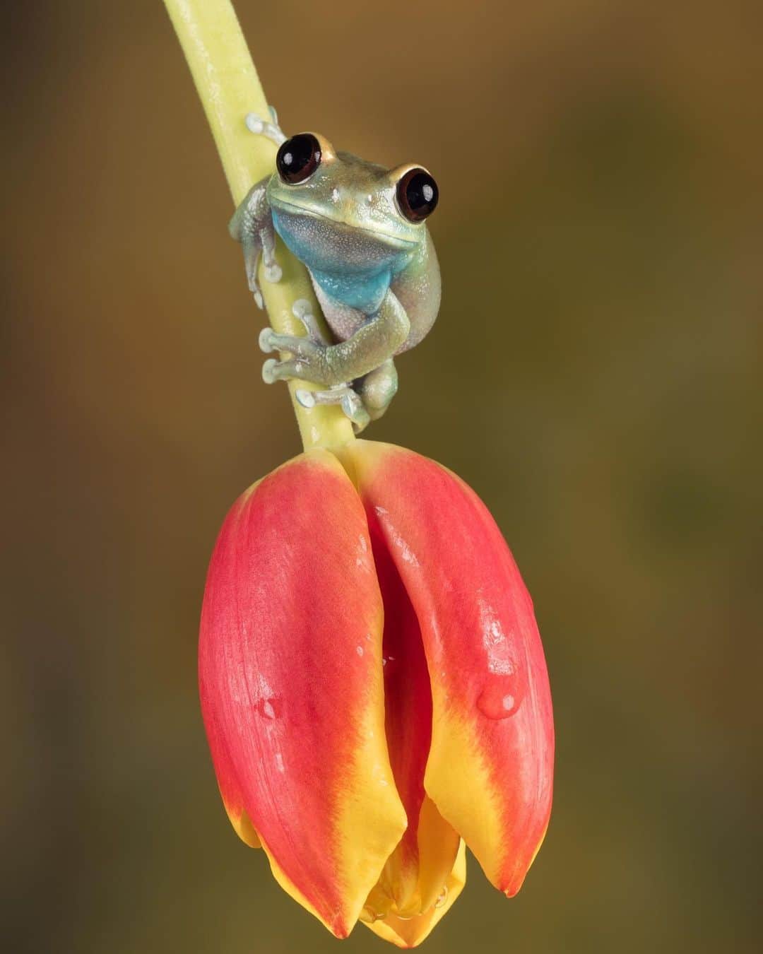 アメリカ自然史博物館のインスタグラム：「My, what big eyes you have, Uluguru Forest Treefrog (Leptopelis uluguruensis)! This amphibian's common name refers to its home in the forests of Tanzania’s Uluguru Mountains. Males only grow up to 1.5 inches (3.8 centimeters) long; females are slightly larger, reaching around 1.6 inches (4.8 centimeters) in length. You might find this critter hanging out on a banana leaf, if you can spot its bluish-green coloring against the foliage. Photo: Sue Cro, CC BY-NC 2.0, flickr」
