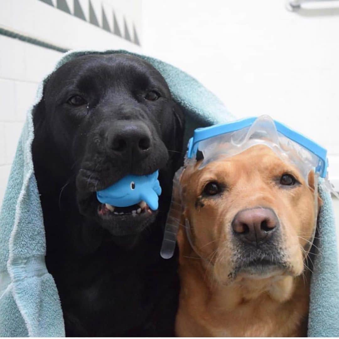 Jake And Gingerのインスタグラム：「That time of the month again. Bath bath bath #labsofinstagram #labeauty #labs #bath #dog #petsofinstagram #pet #dogs #marriage #marriedlife」