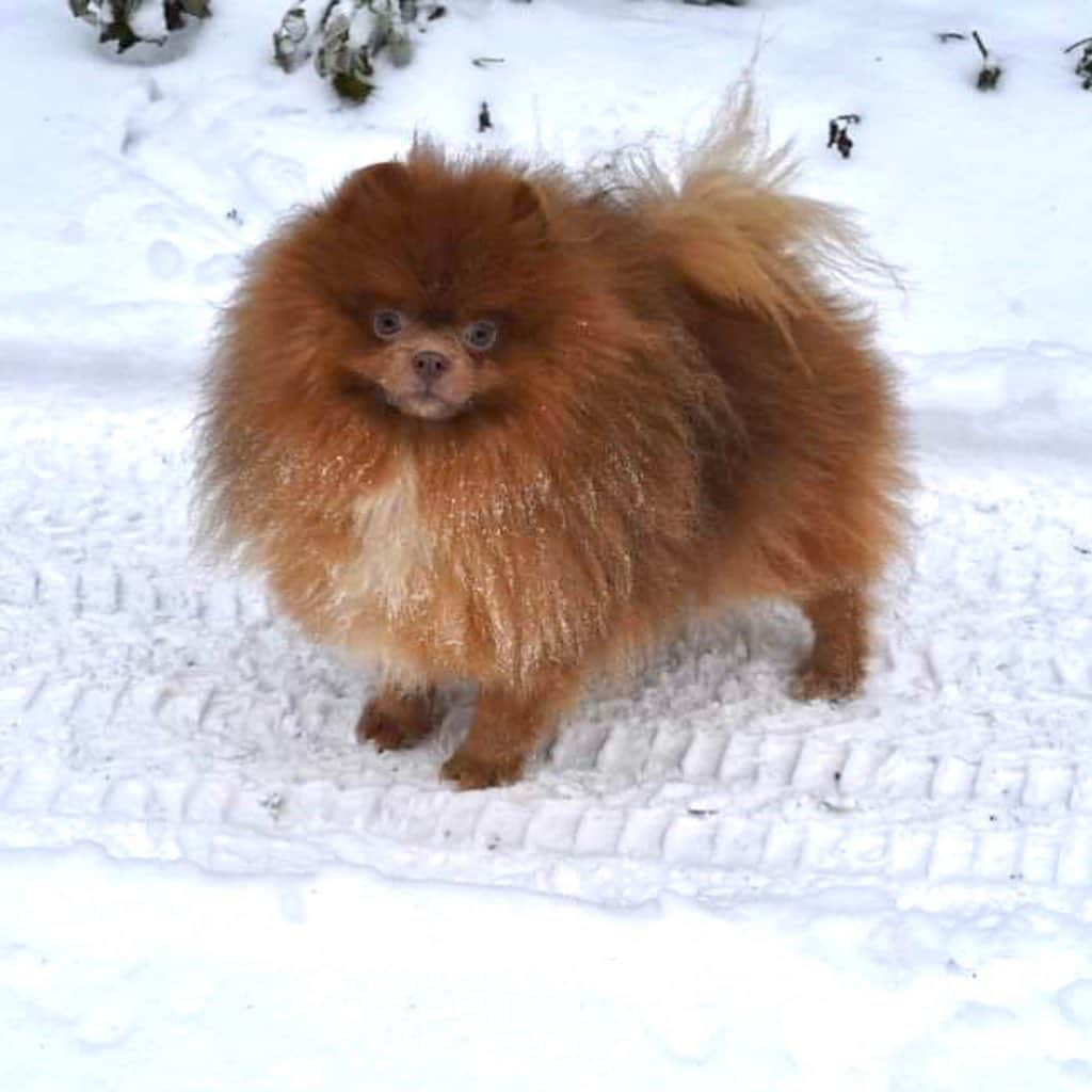 Puppy For Sale.のインスタグラム：「Лиловый подрощенный мальчик померанец ⠀ Не мелкий 😊 отличный костяк, шерсти просто «вал», в прекрасном породном типе🥰 Настоящий медведь❤️ ⠀ Для истинных ценителей качества и экзотического окраса🔥 ⠀ Подробнее о щенке можно узнать, позвонив по телефону или написать в Директ📲 ⠀ _______ ⠀ Следите за нашими обновлениями и подписывайтесь👇 @artsimpatiya ⠀ Больше информации, фото и видео: Директ, на личном сайте питомника Арт Симпатия: www.artsimpatiya.ru  #pomeranian #pom #pomeranianspitz #pomamsterdam」