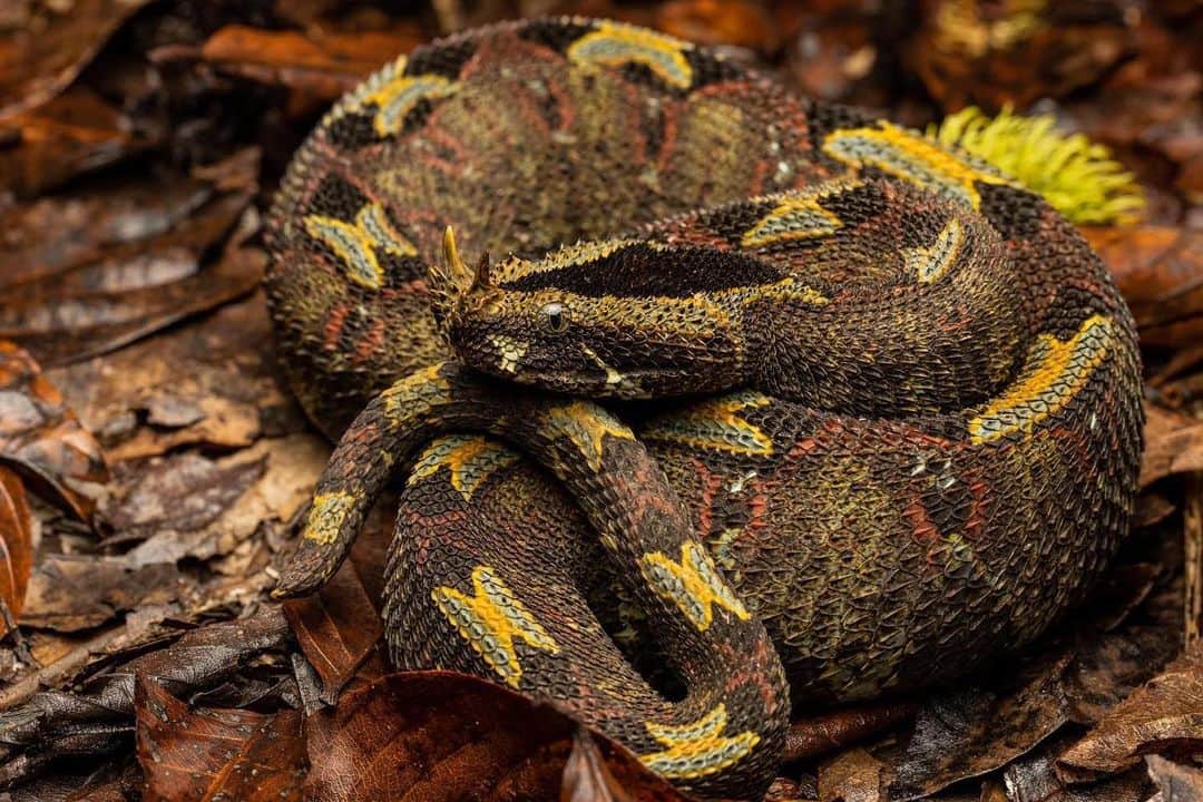 thephotosocietyさんのインスタグラム写真 - (thephotosocietyInstagram)「Photo by @thomas.nicolon // The rhino viper, at home in the forests of the Democratic Republic of the Congo, takes its name from the enlarged scales on its snout, which resemble horns. Rhino vipers are slow-moving, nocturnal, and difficult to spot amid leaf litter - they also have a powerful hemotoxic venom that breaks down tissues. You can read my story on the snakebite crisis in Africa in the @natgeo December 2020 issue. Follow me @thomas.nicolon for more stories about the interaction between humans and wildlife.」1月28日 2時52分 - thephotosociety