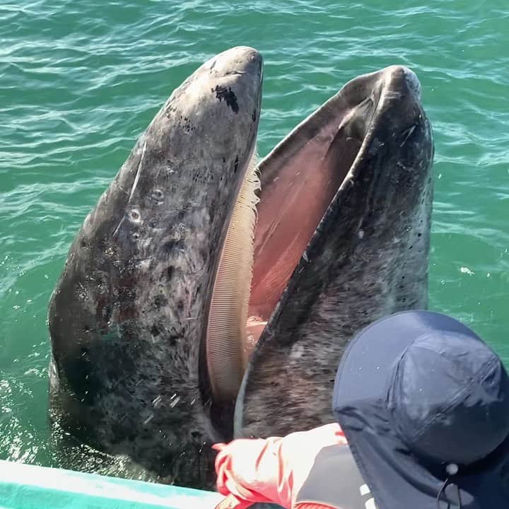 のインスタグラム：「Going back through some videos of my previous trip to Baja California to visit the friendly gray whales. This encounter with my family onboard was hands down the most fun I have ever had with any whale. This mother and calf, who we were lucky to spend time with many times, would play with the boat for hours, dancing around, looking for a good scratch, and squirting water back at us. These are moments I will miss quite a bit this year, but the memories and hope to have them again another year more than make up for that.」