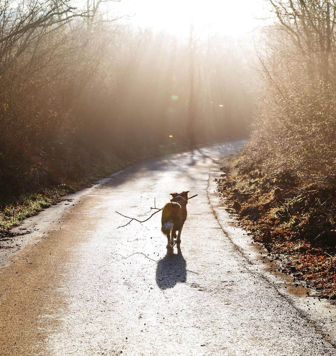 Andrew Knappさんのインスタグラム写真 - (Andrew KnappInstagram)「Some sticks you just wanna hold onto.」1月28日 3時54分 - andrewknapp