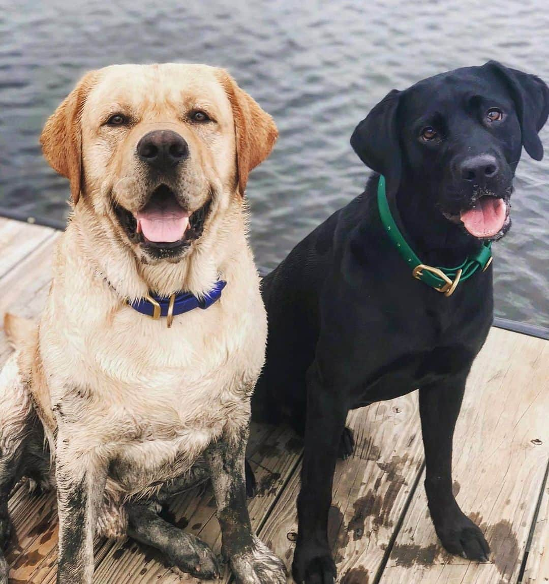 Huckのインスタグラム：「Exactly 3 years ago today with my buddy Goose! ☀️🌊🐾 . . . . . . . . . . #talesofalab #instalab #labsofinsta #yellowlab #labradorretriever #blacklab #labsofinstagram #yellowlabsofinstagram #blacklabsofinstagram #thelablove_feature #labrador_class #labradorable #labs_of_insta #thelablove #dogsofinsta」