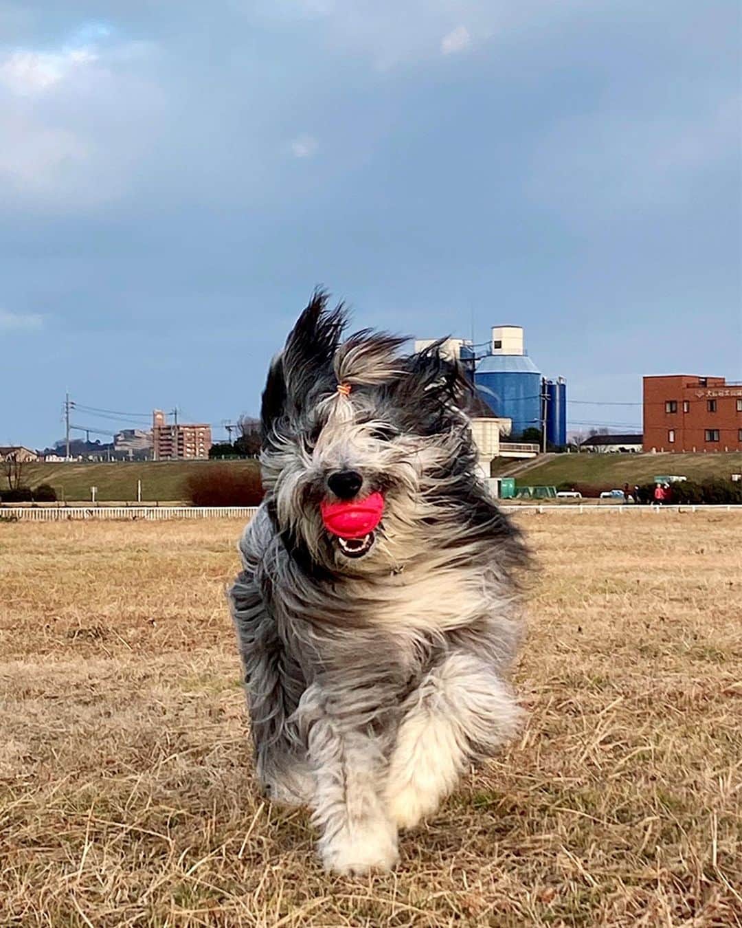 のインスタグラム：「慌てすぎ。  #ビアデッドコリー #ビアディ #beardedcollie #akaribeardie #beardie #beardedcolliesofinstagram #puppydog #puppygram  #petscorner #insta_animal #dog_ofinstagram #insta_dogs #igdog #topdogphoto #repost_ezyjp #weeklyfluff #dog_features #excellent_dogs #pecoいぬ部」