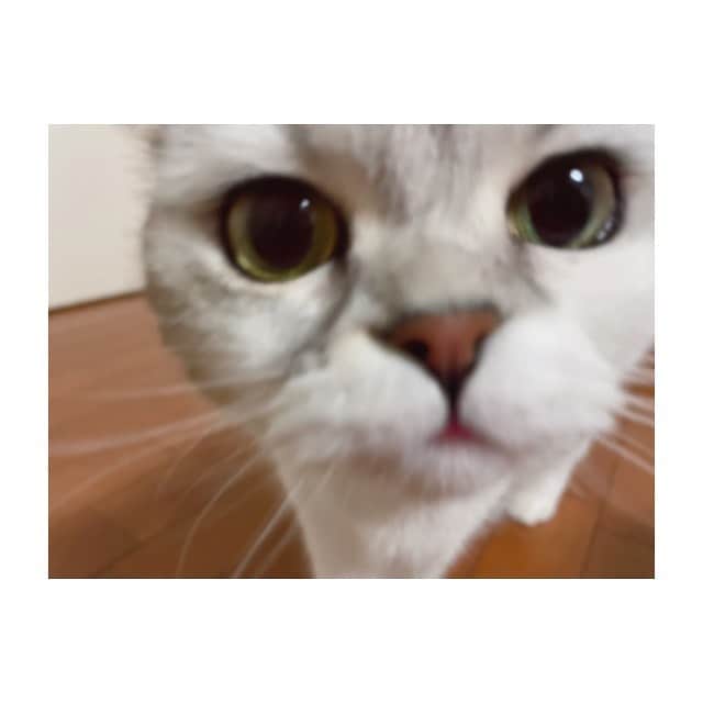 金澤朋子のインスタグラム：「. . やっぱりうちの子が1番かわいい🐾 . #juicejuice #金澤朋子  #愛猫 #すいちゃん #にゃんすたぐらむ  #スコティッシュフォールド #おうち時間」