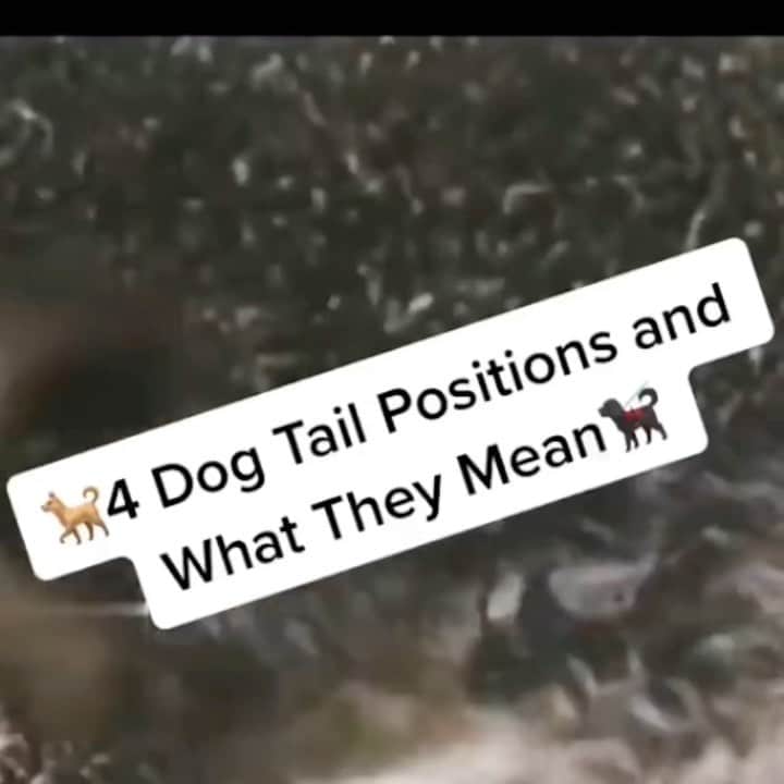 BarkBoxのインスタグラム：「I heard y’all like DOG FACTS! Let’s learn the language of the TAIL 🐕💨」